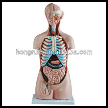 ISO 85CM Sexless Menschliches Torso Modell 20 Teile, Anatomisches Torso Modell